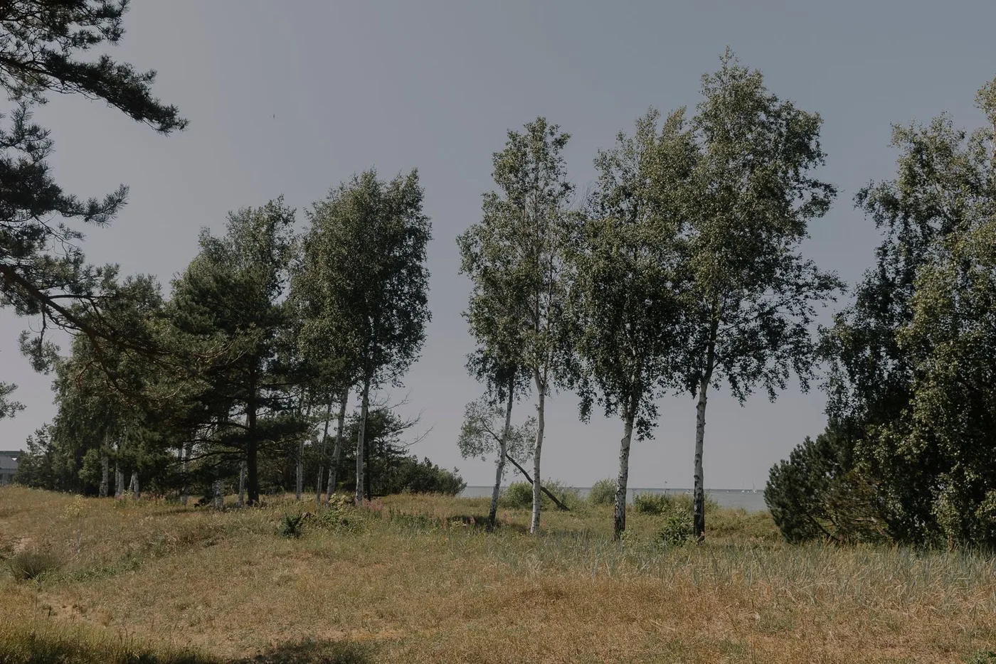 Slender birch trees with white bark beside a grassy shoreline.