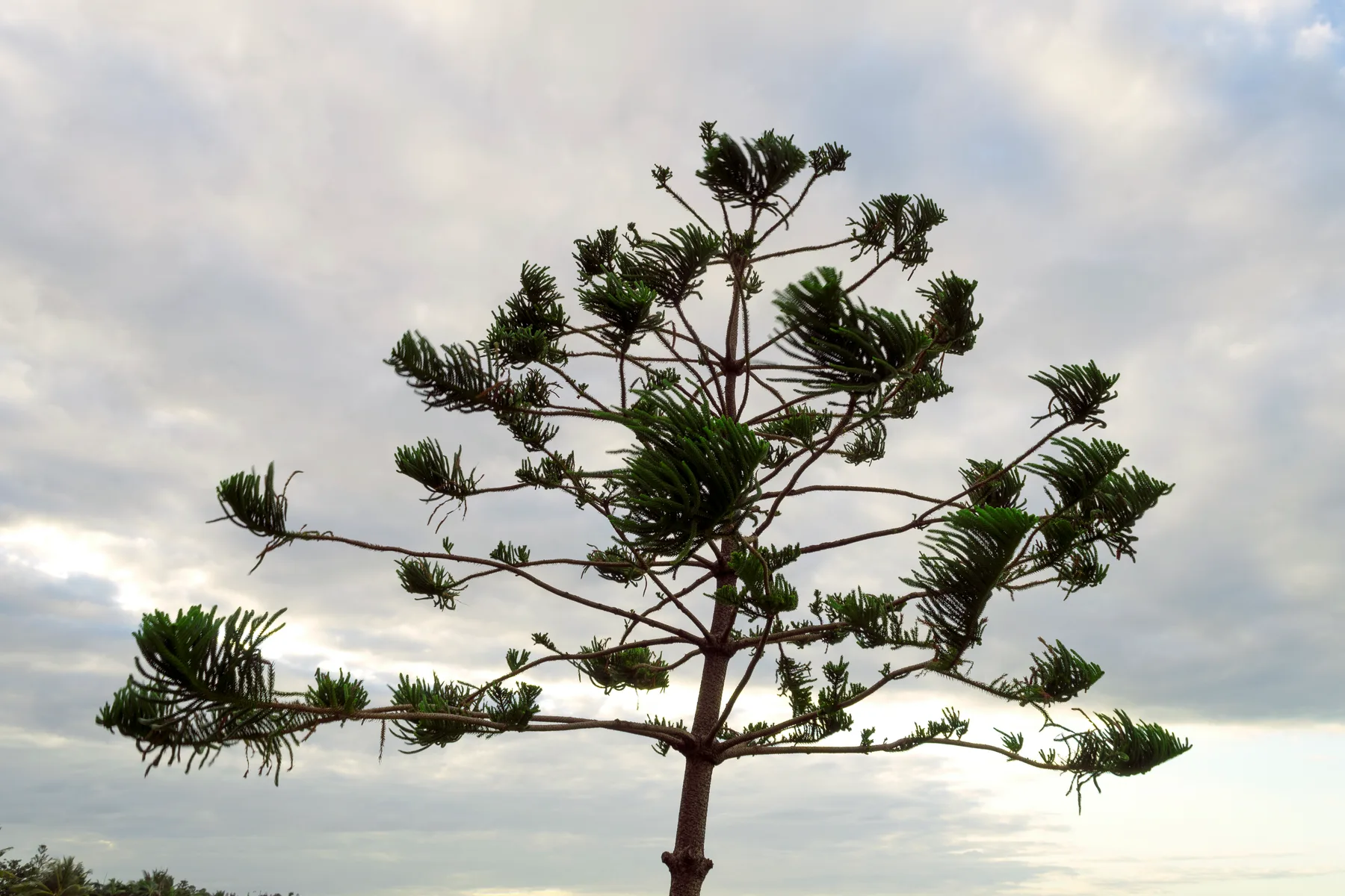 The branching crown of a hoop pine silhouetted against the sky in Townsville, Queensland.